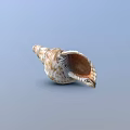 Spiral Seashell With Brown White Pattern And Detailed Open Interior On Blue Background 3d model