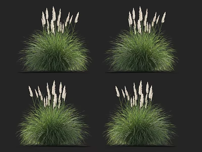 Green Grass Plants With White Spiky Flowers And Lush Foliage 3d model