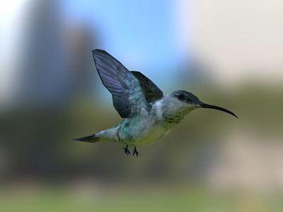 Colorful Hummingbird Flying With Spread Wings In Natural Outdoor Scene 3d model