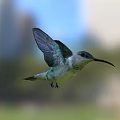 Colorful Hummingbird Flying With Spread Wings In Natural Outdoor Scene