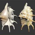 Decorative Seashell Ornament Set With White And Brown Textured Spiked Edges For Home Decor