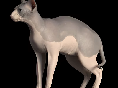 Grey White Reptile With Smooth Skin Standing On Black Background Close Up View 3d model