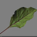 Vibrant Green Beet Leaf With Distinct Red Veins And Textured Surface And Red Stem
