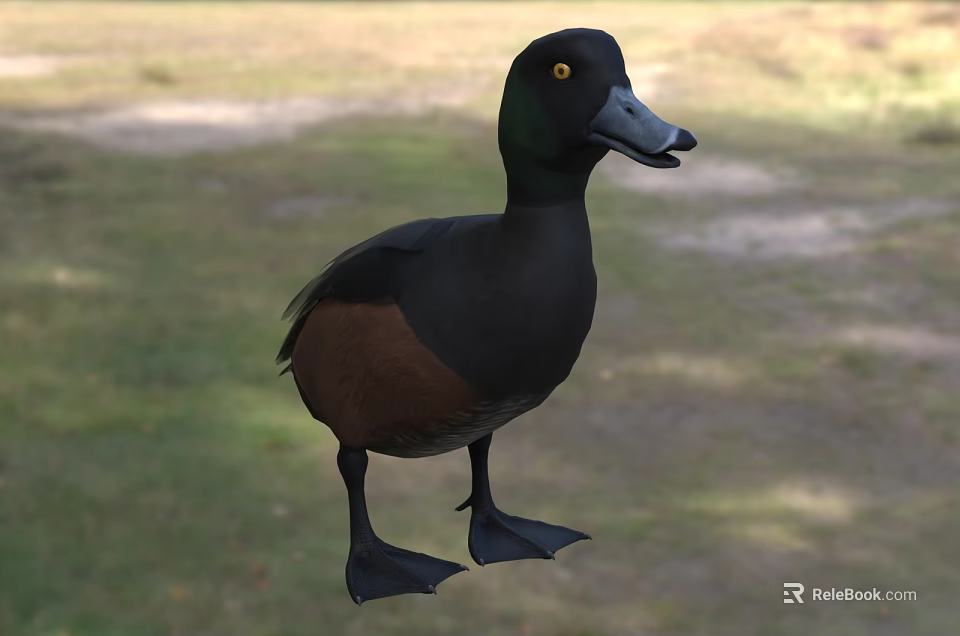 Black And Brown Feathered Aquatic Animal Duck Standing On Grassy Natural Habitat 3d model 