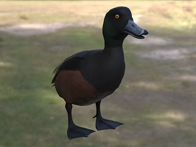 Black And Brown Feathered Aquatic Animal Duck Standing On Grassy Natural Habitat 3d model
