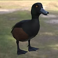 Black And Brown Feathered Aquatic Animal Duck Standing On Grassy Natural Habitat