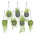 Multiple Hanging Basket Plants with Trailing Greenery and Black Pots for Indoor Home Decor
