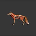 Three Fox Models Displaying Full Body Muscle Anatomy and Skeleton Structure 3d model