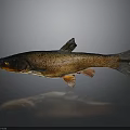 Shiny Brown Fish With Natural Scales Isolated On Gray Background