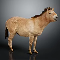 Brown Horse Standing Isolated on Gray Background Full Body View