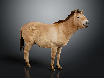 Brown Horse Standing Isolated on Gray Background Full Body View 3d model