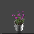 Potted Plant with Purple Flowers and Green Leaves in White Double Layered Pot