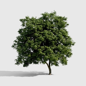 Tree 3d model