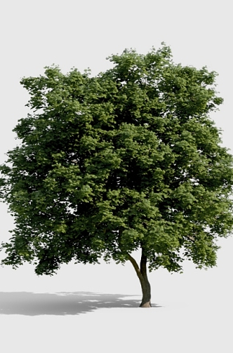 Tree 3d model