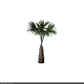 Palm Tree With Textured Trunk And Green Fronds In Natural Growth