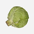 Fresh Green Cabbage with Crisp Leaves and Natural Healthy Texture