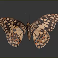 Vibrant Butterfly with Orange Black Patterns and White Spots on Wings and Dark Background Reflection