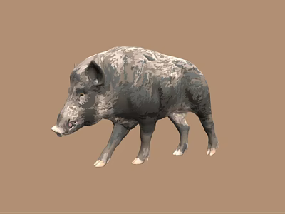 Gray Textured Wild Boar 3D Model Standing On Brown Background 3d model