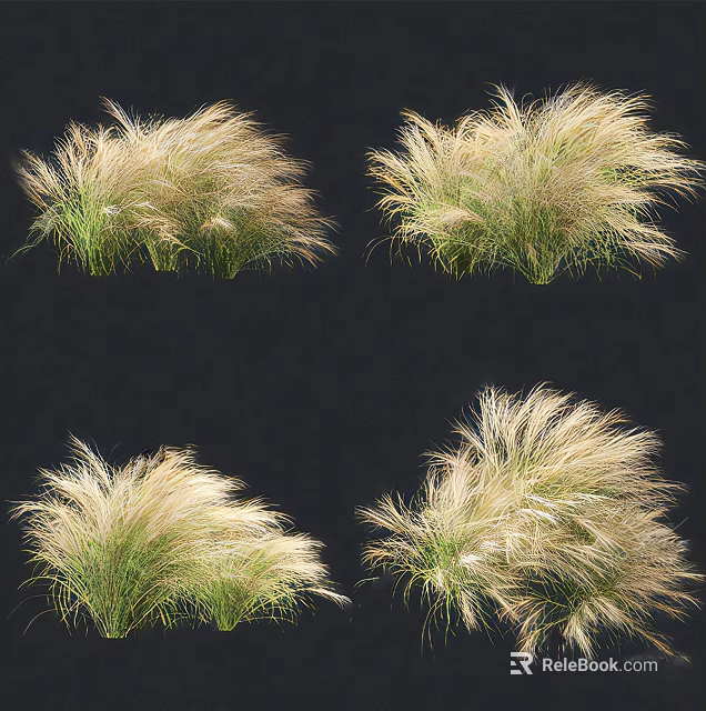 Ornamental Grass With Feathery Golden Plumes And Green Foliage For Garden Landscape 3d model 