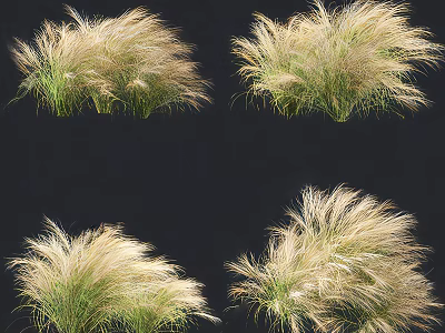 Ornamental Grass With Feathery Golden Plumes And Green Foliage For Garden Landscape 3d model