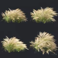 Ornamental Grass With Feathery Golden Plumes And Green Foliage For Garden Landscape