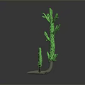Green Aquatic Plant With Multiple Branches And White Roots On Gray Background