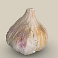 Fresh Natural Garlic Bulb With Purple And Yellow Cracked Skin Texture