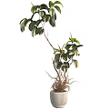 Lush Foliage Garden Ornament Potted Plant With Green Leaves Red Tips And Visible Roots