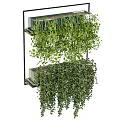 Hanging Bonsai Potted Plants with Lush Green Trailing Leaves and Dense Foliage