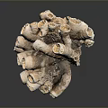 Detailed Organ And Hair Structure Featuring Tubular Branched Porous Brown White Parts