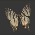 Butterfly with Unique Wing Shape Black and White Stripes and Orange Spots on Dark Background