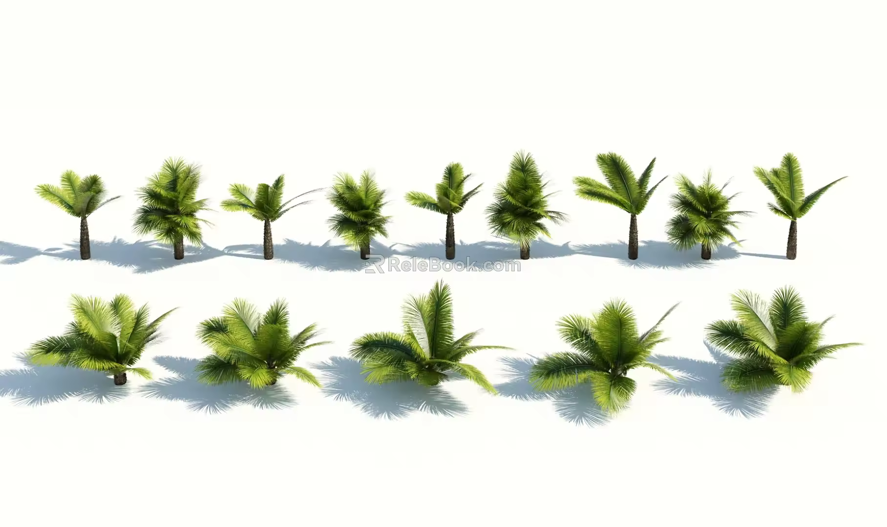 Modern Palm Tree 3d model