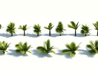 Modern Palm Tree 3d model