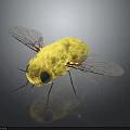 Yellow Fuzzy Insect With Transparent Wings Black Eyes And Reflection On Dark Surface