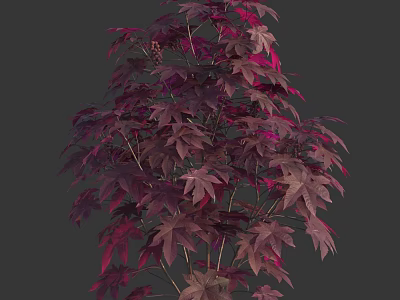 Stunning Ornamental Shrub with Deep Purple and Magenta Foliage for Garden Landscaping 3d model