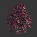 Stunning Ornamental Shrub with Deep Purple and Magenta Foliage for Garden Landscaping