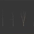 Leafless Trees With Slender Trunks In Dark Background And Ground Reflections