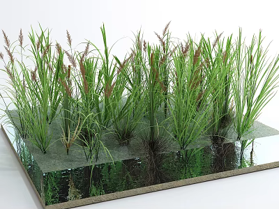 Green Grass and Purple Spiked Plants Growing on Transparent Square Base with Water Reflection 3d model