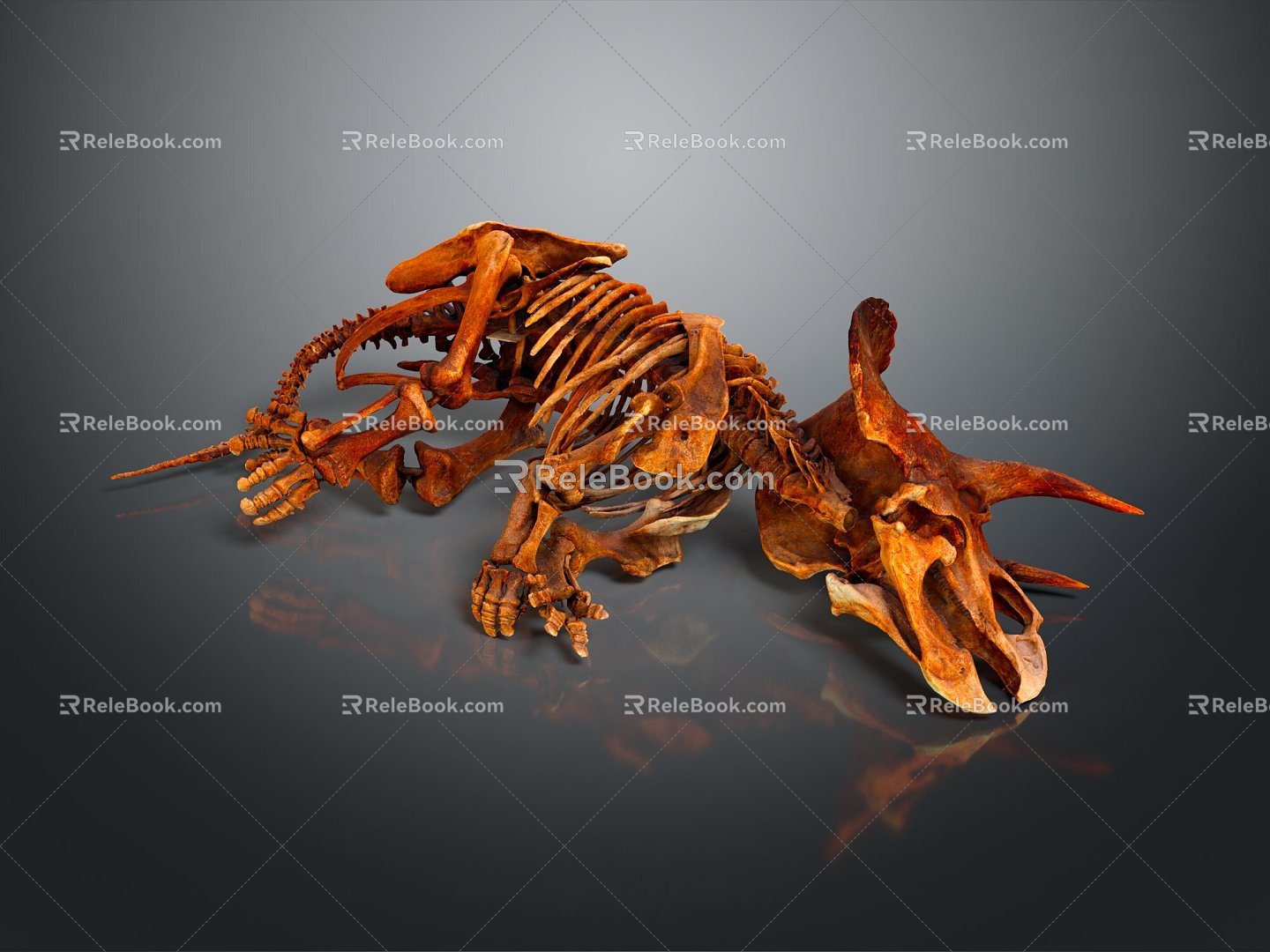 Modern Skeleton Animal Skeleton Skeleton Animal Skeleton 3d model