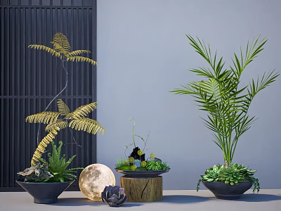 Elegant Bonsai Potted Plants With Fern Palm Succulents And Moon Decor On Wooden Base 3d model