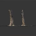 Natural Wooden Tree Stumps With Exposed Roots On Stone Paved Ground