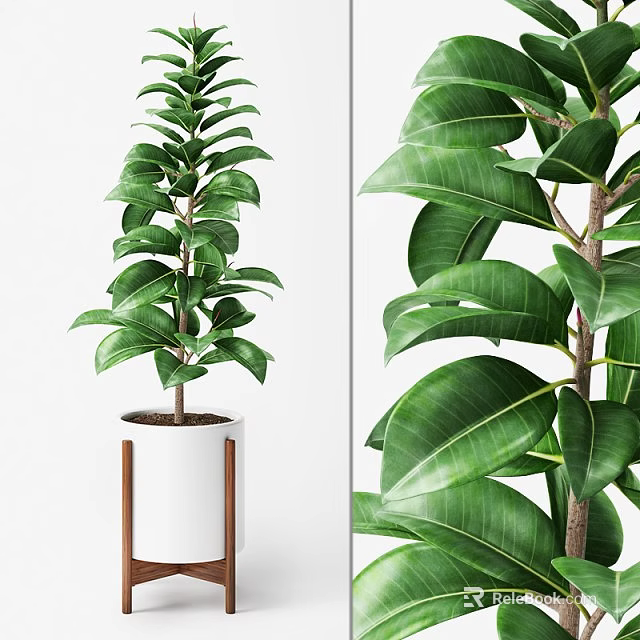 Lush Potted Bonsai Plant with White Pot and Wooden Legs Large Green Leaves 3d model 