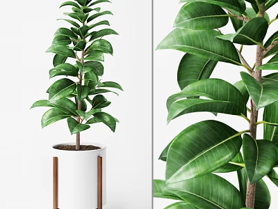 Lush Potted Bonsai Plant with White Pot and Wooden Legs Large Green Leaves 3d model