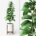Lush Potted Bonsai Plant with White Pot and Wooden Legs Large Green Leaves
