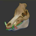 Detailed Animal Skull With Tusk And Teeth On Dark Reflective Surface