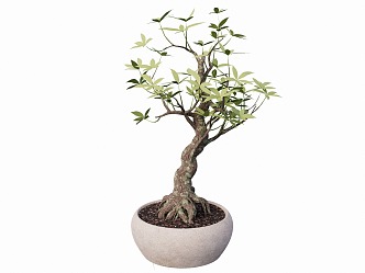 indoor potted plant 3d model