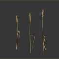 Fresh Golden Wheat Ears As Natural Food Ingredient On Dark Background