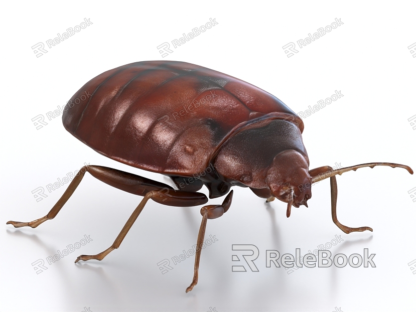 Bug Cockroach Insect model