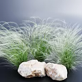 Green Grass with Long White Fluffy Leaves and Two White Stones Against Dark Blue Background