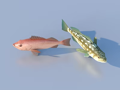 fish freshwater fish aquatic animal 3d model